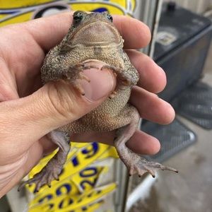 Meet your Posher, Caleb